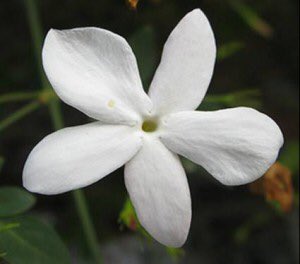 كثيره هي ألوان الورود
لكنني اخترتُ الياسمين
كـ لون خدكِ

صباح مشرق بالحب والأمل
#حرف_الهوى