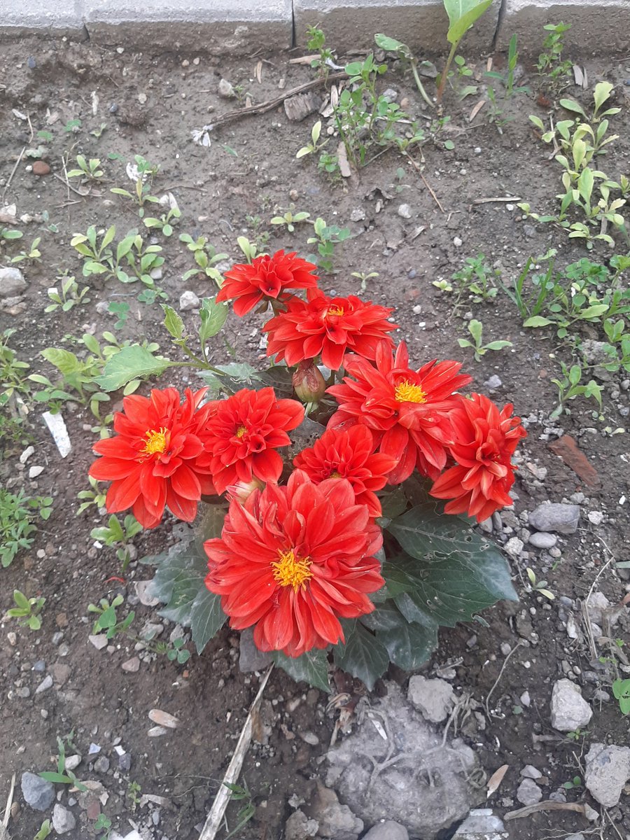 Şahin Hülya (@ahinhlya2) on Twitter photo 