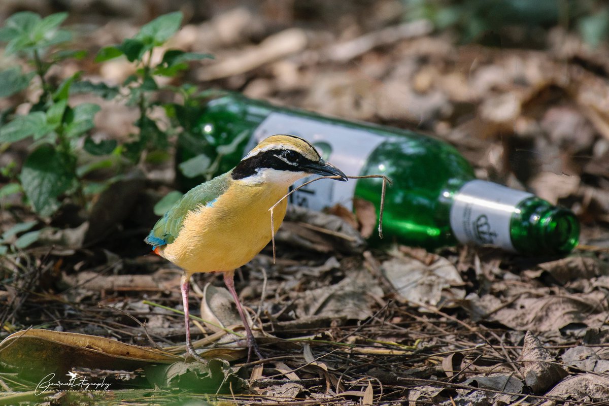 #ThroughYourLens #BBCWildlifePOTD #IndiAves #nikonphotography #BirdsSeenIn2023 #birdphotography #BirdTwitter  #Wildlife
#ThePhotoHour #BirdsinFields
@NikonIndia

Indian Pitta welcomed with a party
Gear: Nikon D5300 + Af-s 200-500mm
Location: Bhondsi, Gurgaon 
Date: 03-06-2023