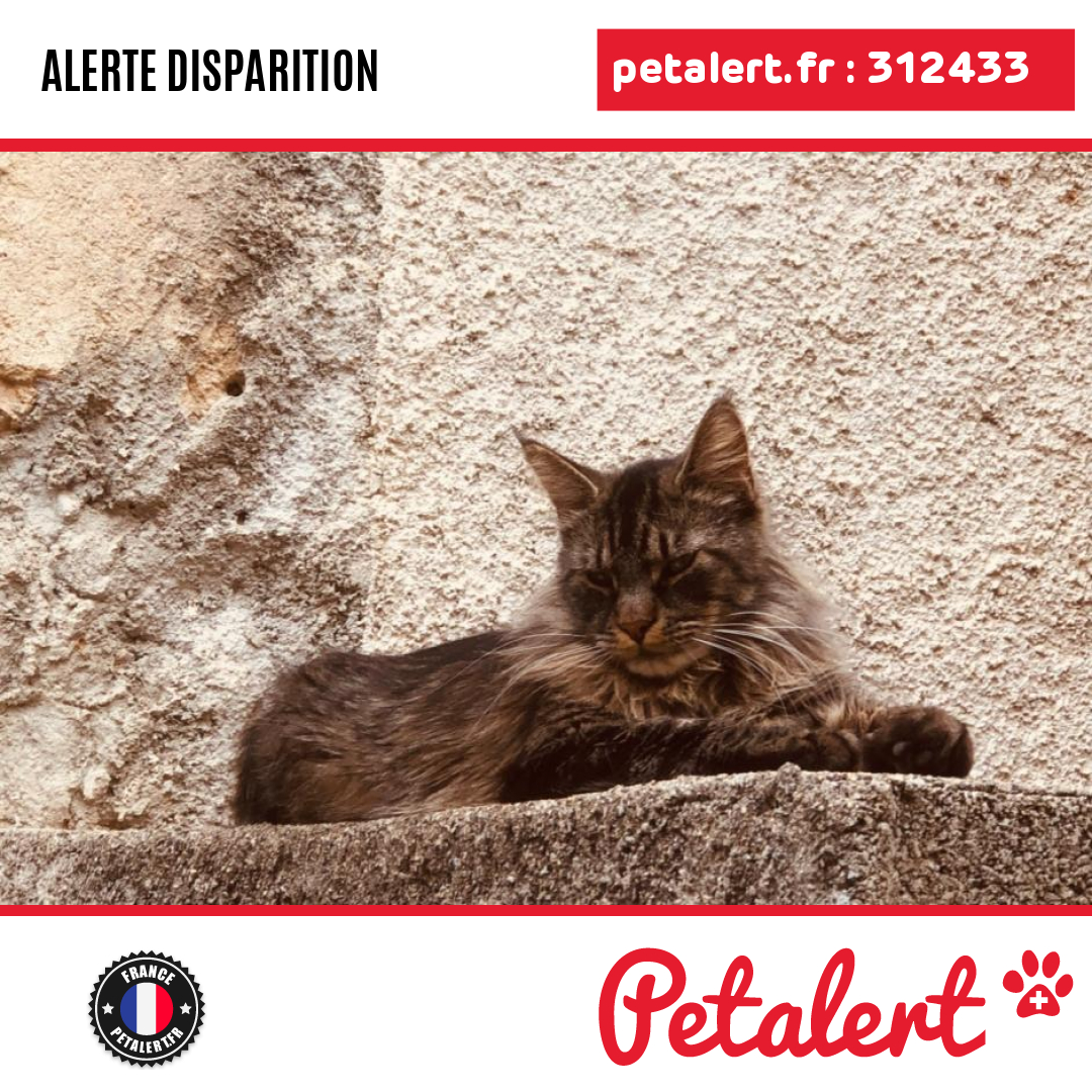 petalert_france's tweet photo. Disparu #Chat #Aude #Fitou #Petalert #PetAlert11 / https://t.co/KY78tcZjj5 https://t.co/ghsNMVtEOB
