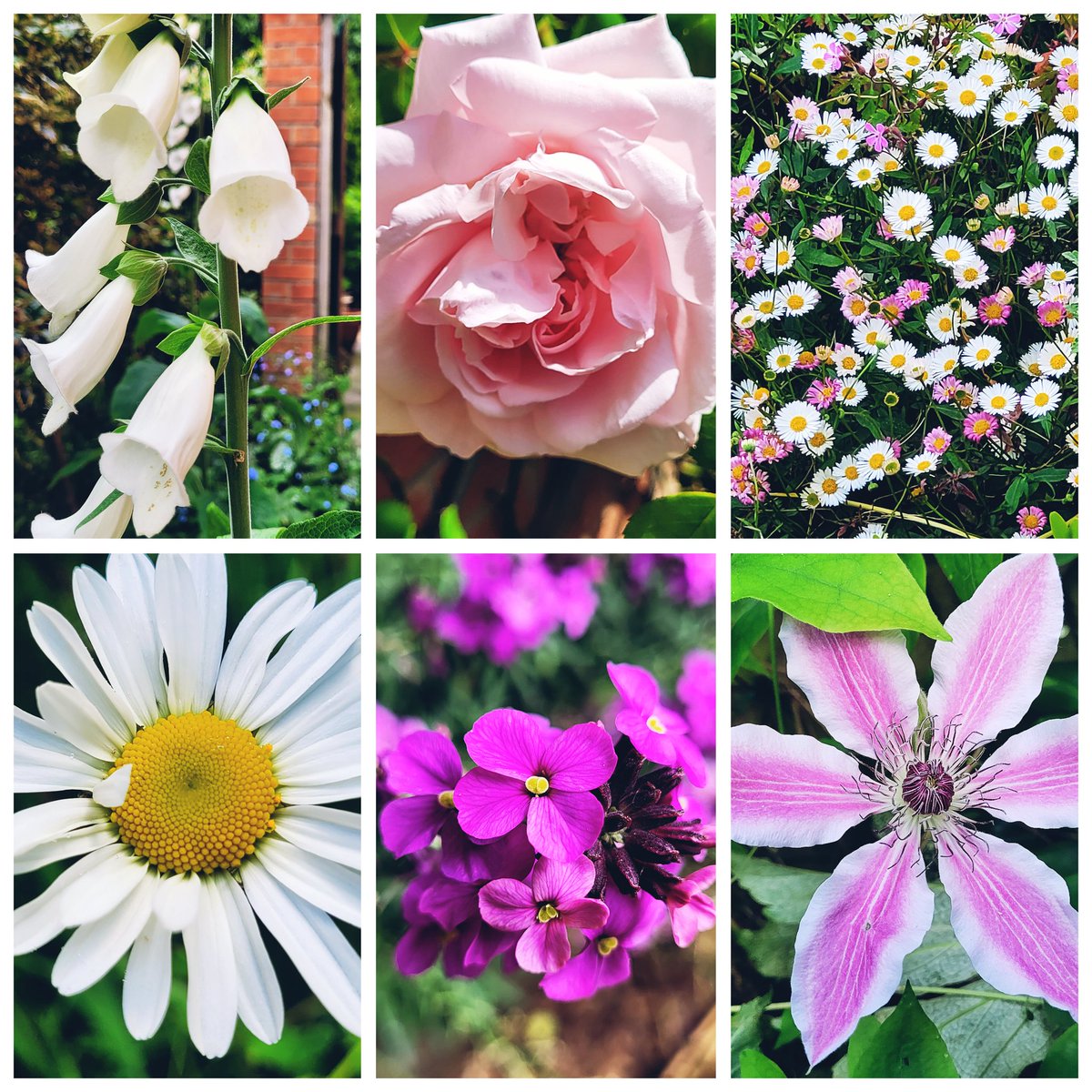 My #SixOnSaturday this week
 An eclectic mix of flowers 😊