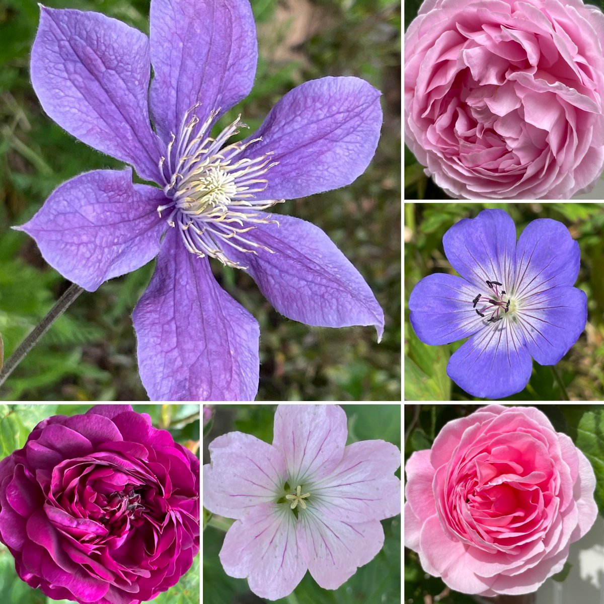 Roses, clematis and geraniums 🩷💜💙 #GardenTwitter