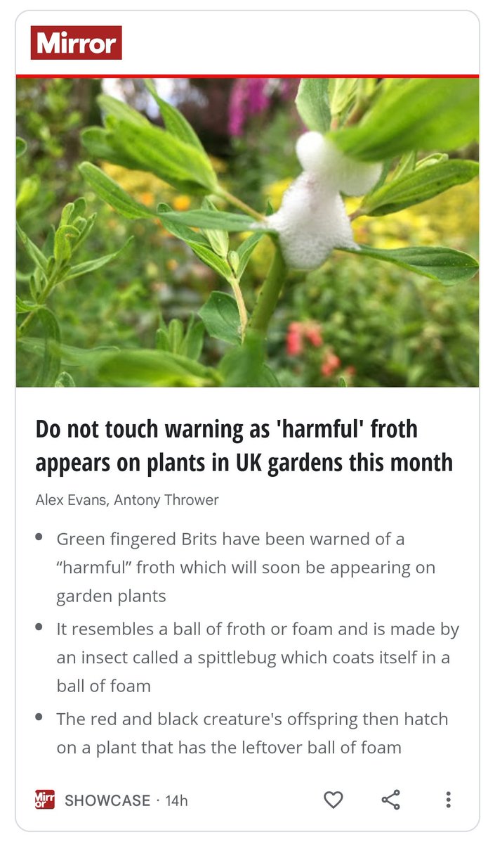 Away @DailyMirror, this bullshit again?! You did this last year - irresponsibly misleading your readers, and potentially causing them to kill these harmless creatures!

We're in a #BiodiversityCrisis, and you're calling for #Ecocide!

Shameful behaviour!