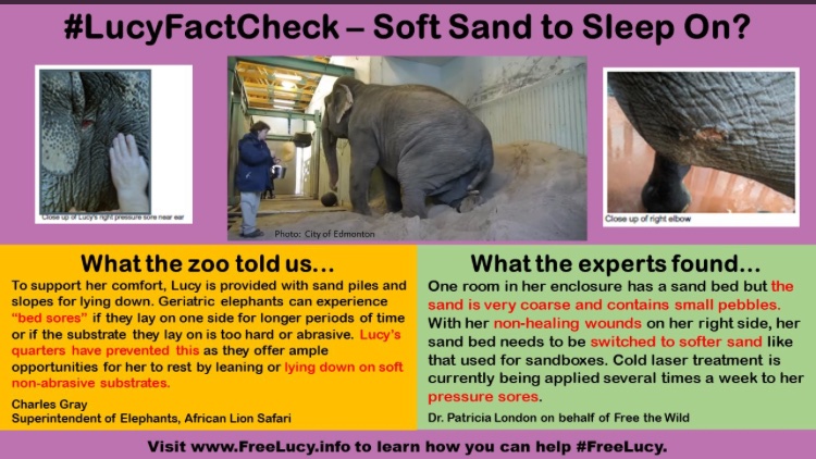 @LaraAAnderson1 @CAZA_AZAC @abvma @BuildingOurZoo Cuts wounds seen by everyone over the DECADES it’s DELIBERATE abuse by zoo staff @RCMPAlberta Your Duty of LAW is to Lucy 🐘 NOT zoo staff! @Alberta_UCP 
#Corruption #fraud #conservation #yegzoo #RCMP