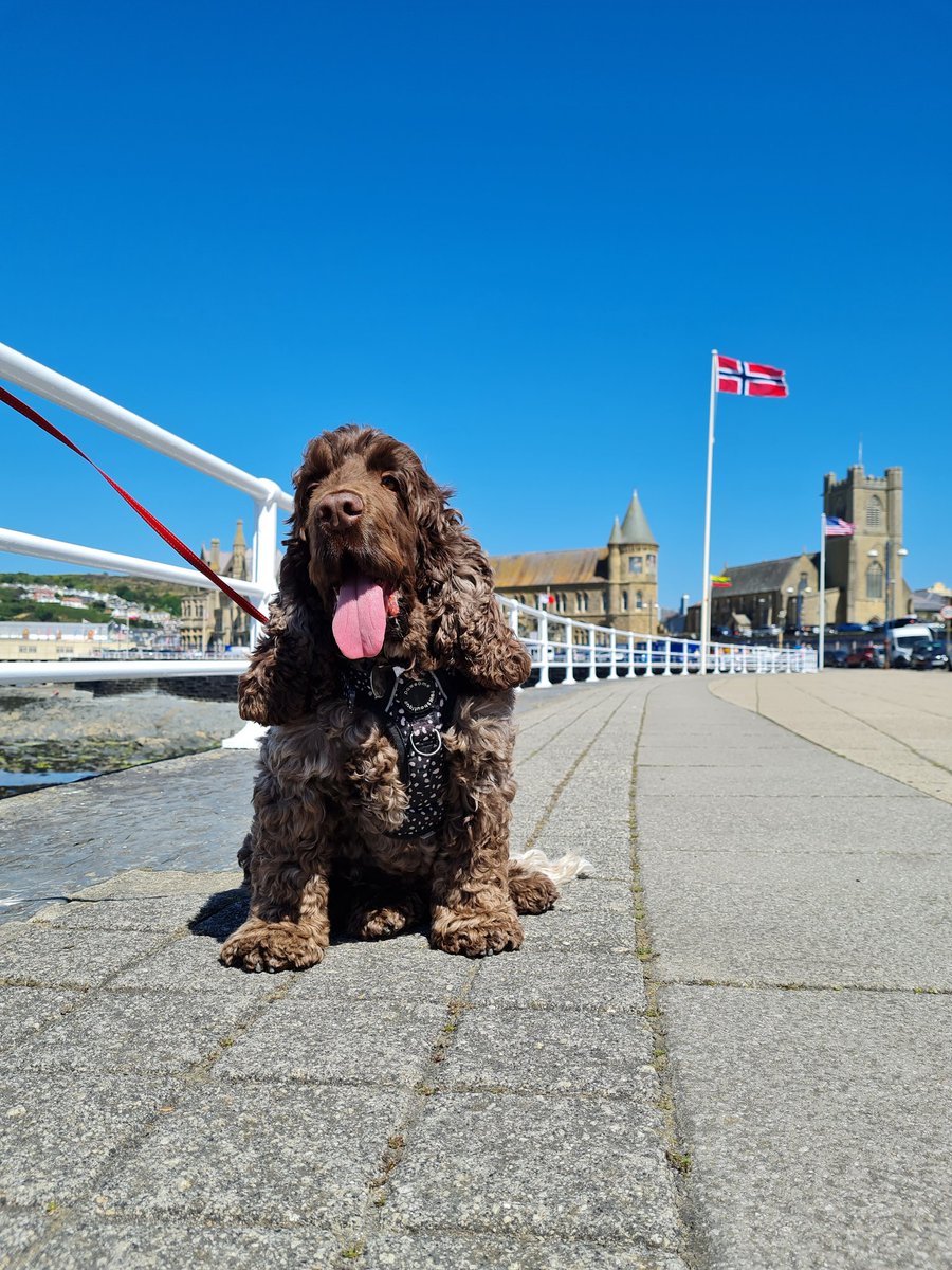 Hugo enjoyed his day out yesterday!

Walks , beach, ice cream #utterlymutterley and glorious weather.

#haltonhour 
#northwalessocial