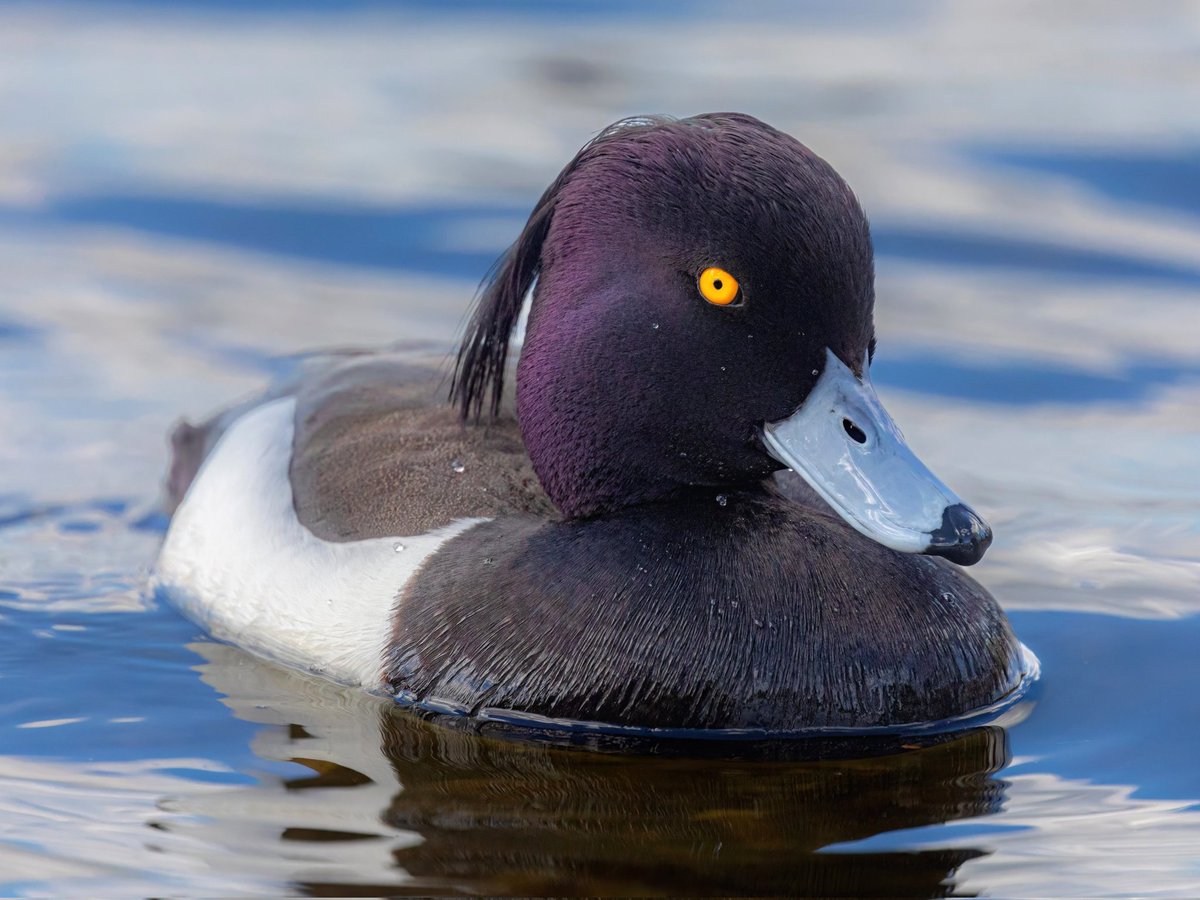 Tufted duck 🌍🌏🌎 #Eurasianbirds #Europeanbirds #Asianbirds #NorthAmericanbirds | #English #birdnames #birds