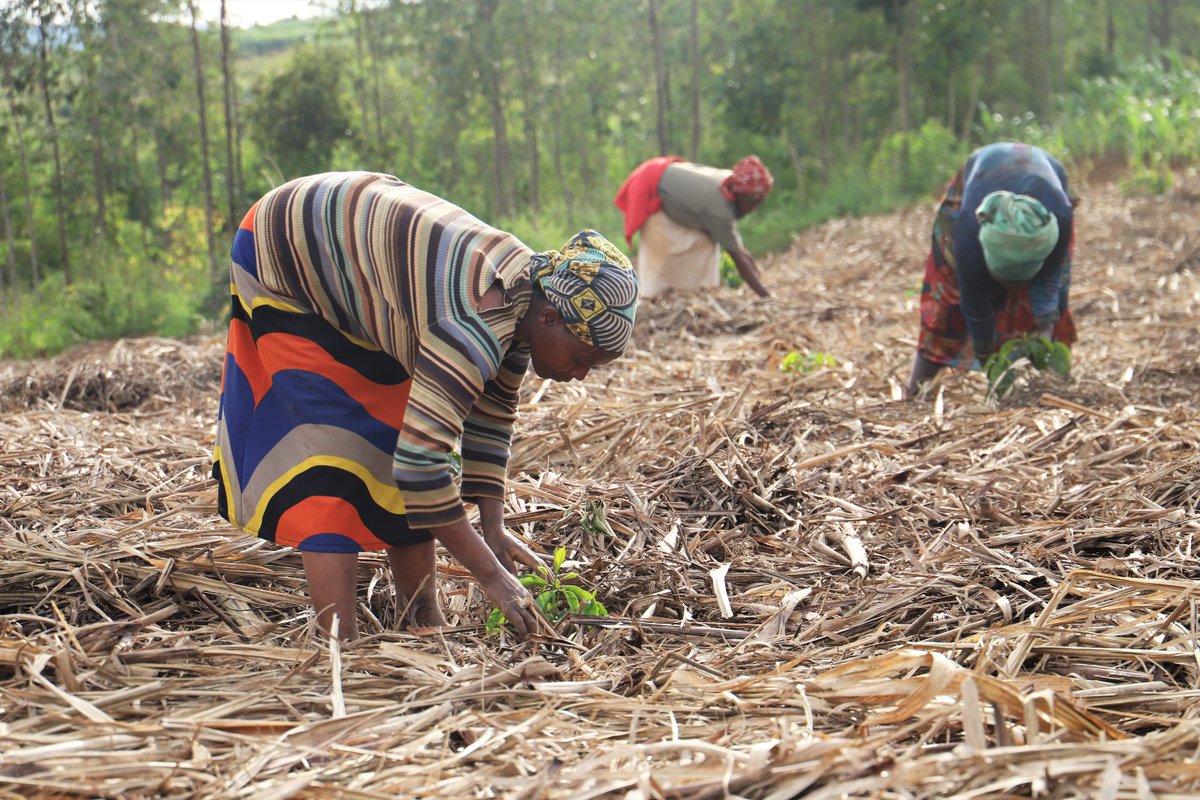 GSF_RC's tweet photo. Giving jobs through different activities on campus, is a way to have more people engaged while gaining some money for their families' needs and transforming them. 

#Jobcreation
#Communityengagement
#familyneeds

@RwandaLocalGov https://t.co/MVQ8c7LxcV