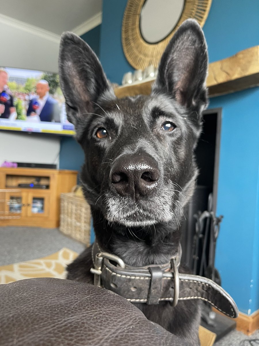 Tess trying her best to woo me into getting some of my burger 💜🐾 #dogsoftwitter #belgiummalinois #beggingdog