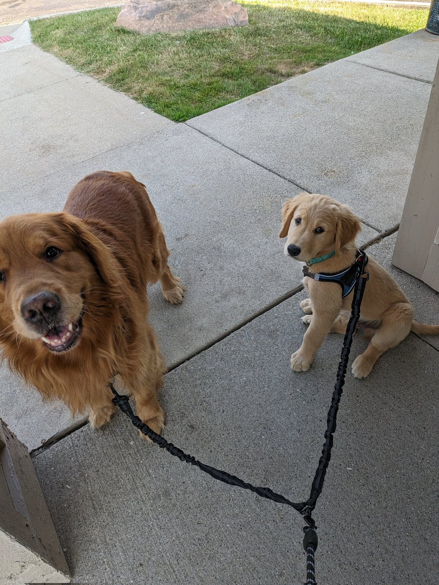 Happy Saturday frens! We're finished with walkies...time for a nap! #weekendsmiles