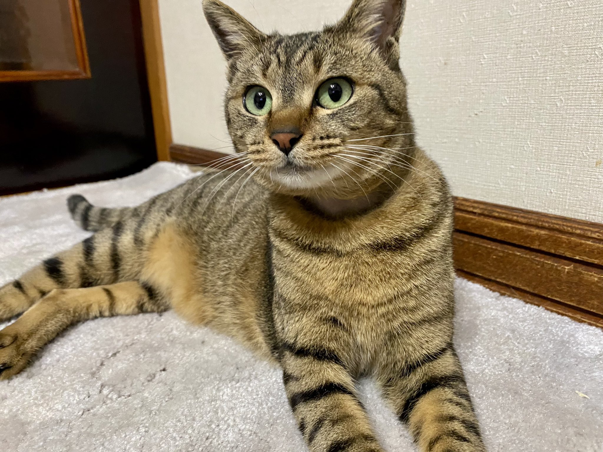 ぽぽねこ®︎【公式】ハゲにくい猫首輪 on Twitter: 
