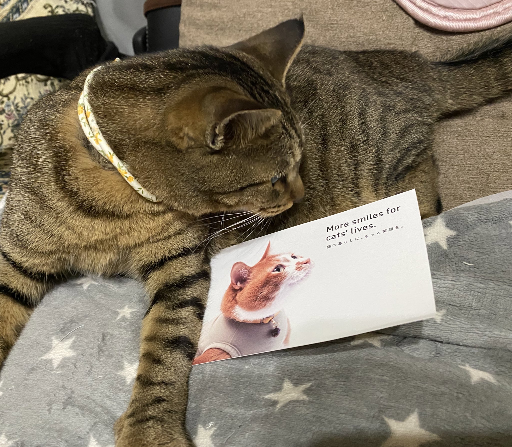 ぽぽねこ®︎【公式】ハゲにくい猫首輪 on Twitter: 
