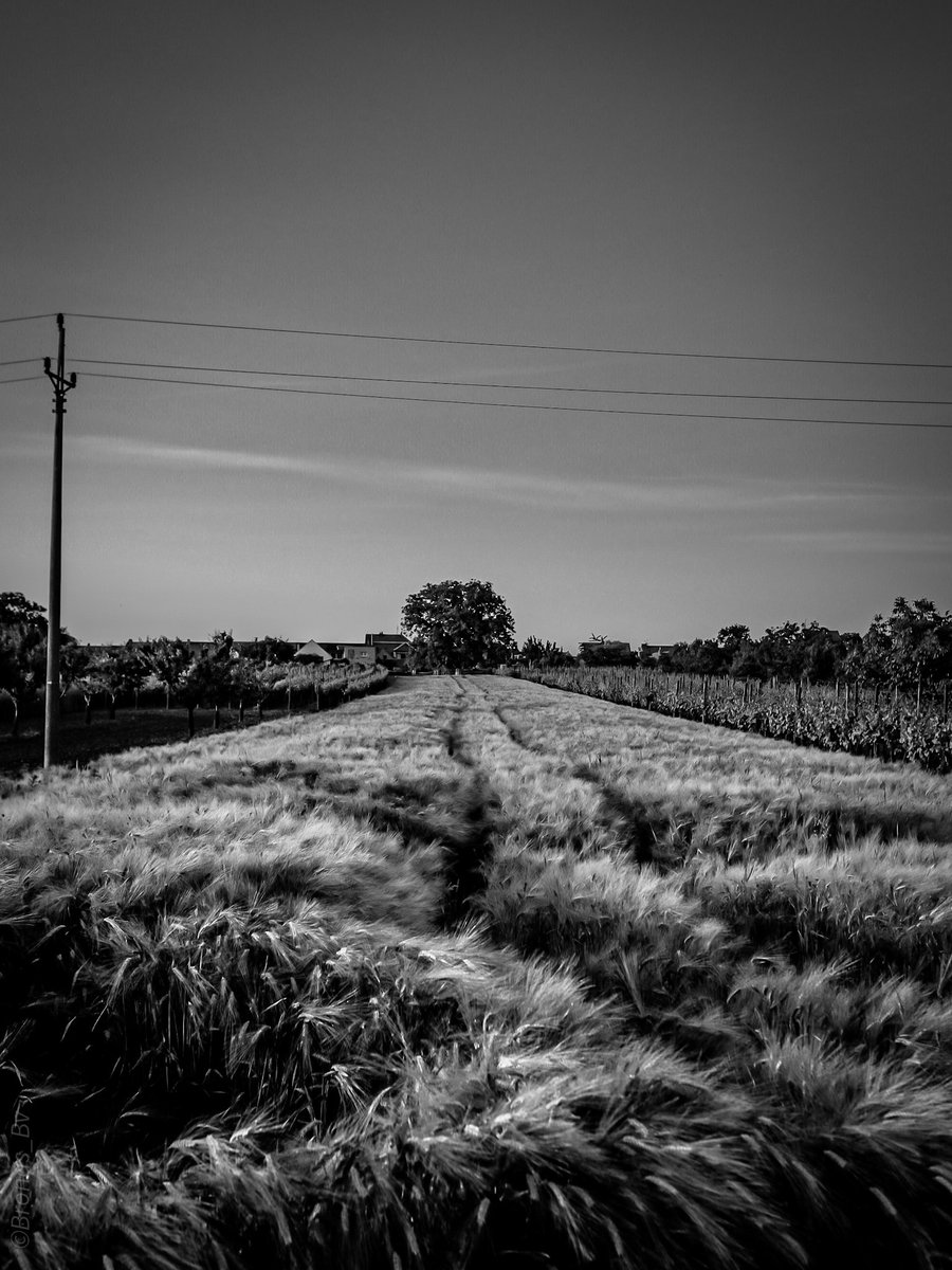 In the barley. 
#monochrome #fujifilm_xseries