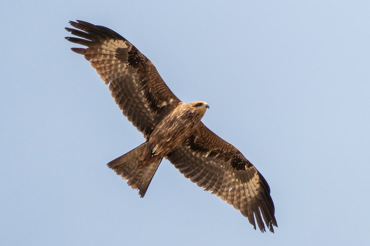 KARA ÇAYLAK
Black Kite 

Döşemealtı / Antalya 

#hangitür 
#antalyakuşları #birdphotography #sonyalphatr #sonya7riii #birdwatching  #antalyazamanı  #nuts_about_birds   #trakus #antalyaüniversitesi #biryudumdosemealti  #kuşlar #antalya #blackkite