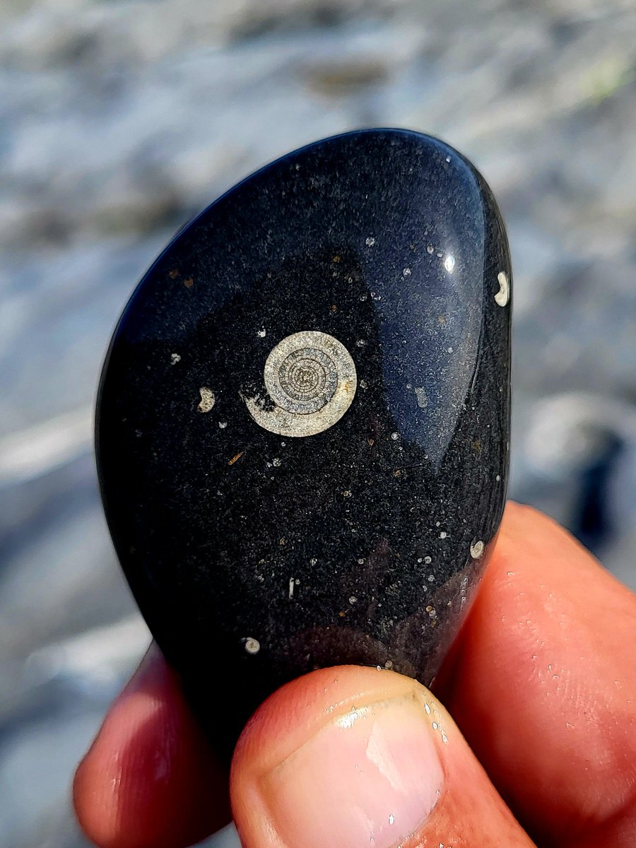 A fortuitously placed fossil.
A 320 million year old Goniatite fossil, County Clare, Ireland.
