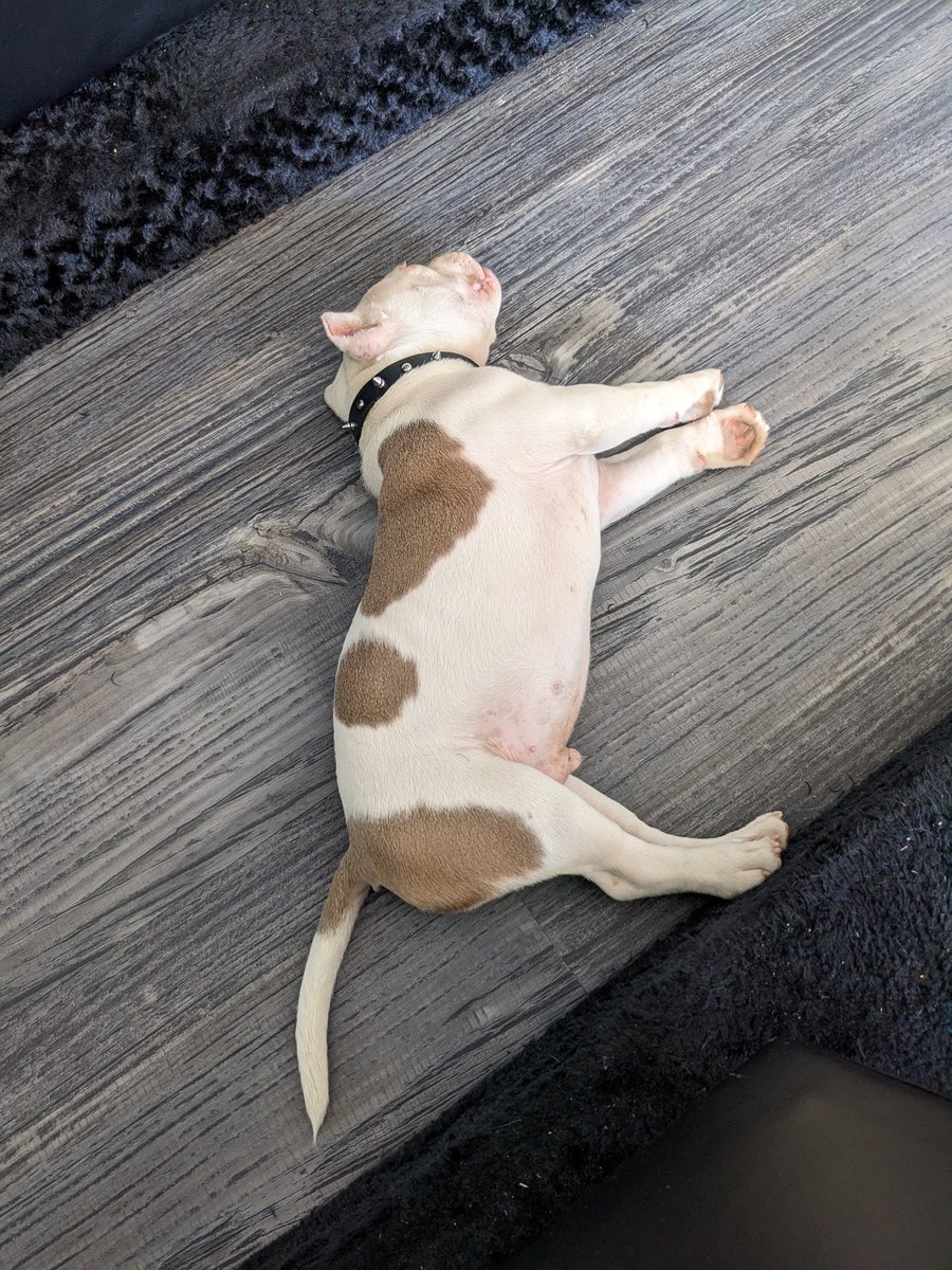 For all my doggo friends. Here is a puppy who did not even notice me walk into the Lash lounge. So tired. Very nap.