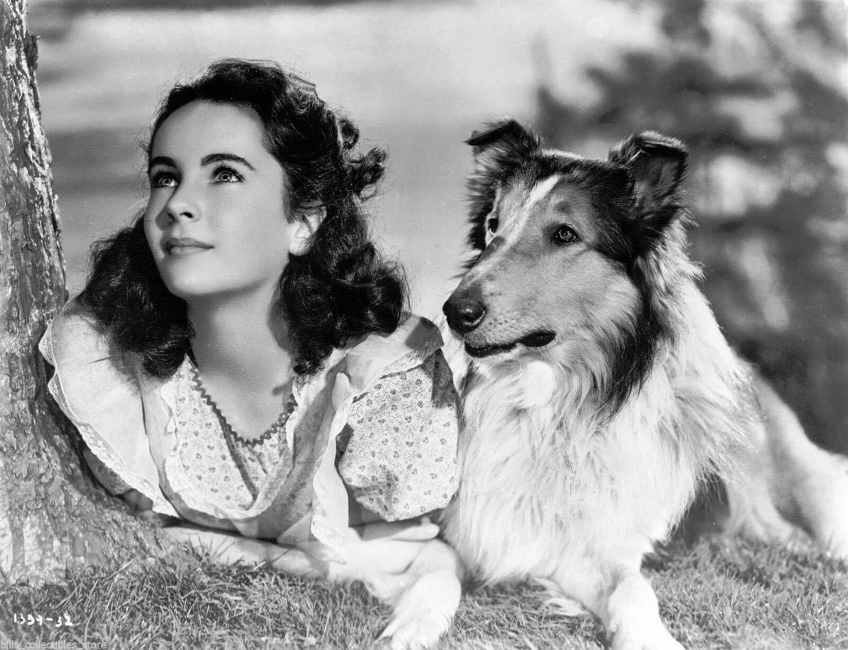 RT @CinemaMio: Elisabeth Taylor 

Torna a casa, Lassie! (Lassie Come Home) - 1943

diretto da Fred McLeod Wilcox https://t.co/nLaF6peDJV