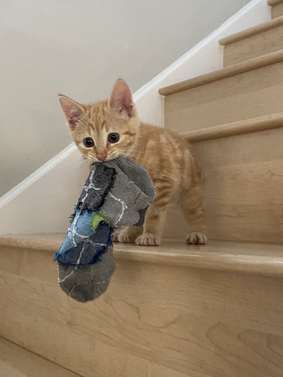 How can ever forget his extreme cuteness 😻#cutekitten #caturday #lolcats #kittens #rescuecats #adoptdontshop #toocute #sweetkitten #orangecats