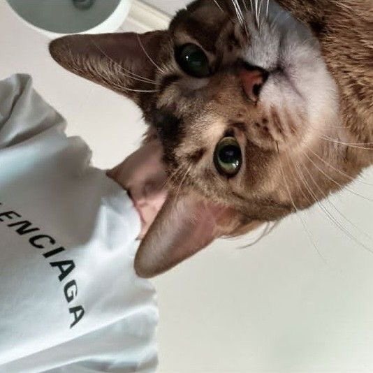 icesohee's tweet photo. — hi, my name is gero! 🫧
✧.* not new to #stantwt #kpoptwt

- searching for moa, p1ece, carat, fearnot, nctzen, zerose, nswers, hunnies, boynextdoor &amp; deobi moots .
- he/him , 15 , filo/eng 

rcbyf: https://t.co/viDNBgujEk
↻ + ♡  to be mutuals/spread. rts are much appreciated! https://t.co/3UCO3SCt4i