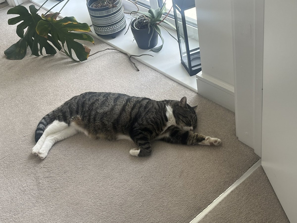 Tough life #Caturday