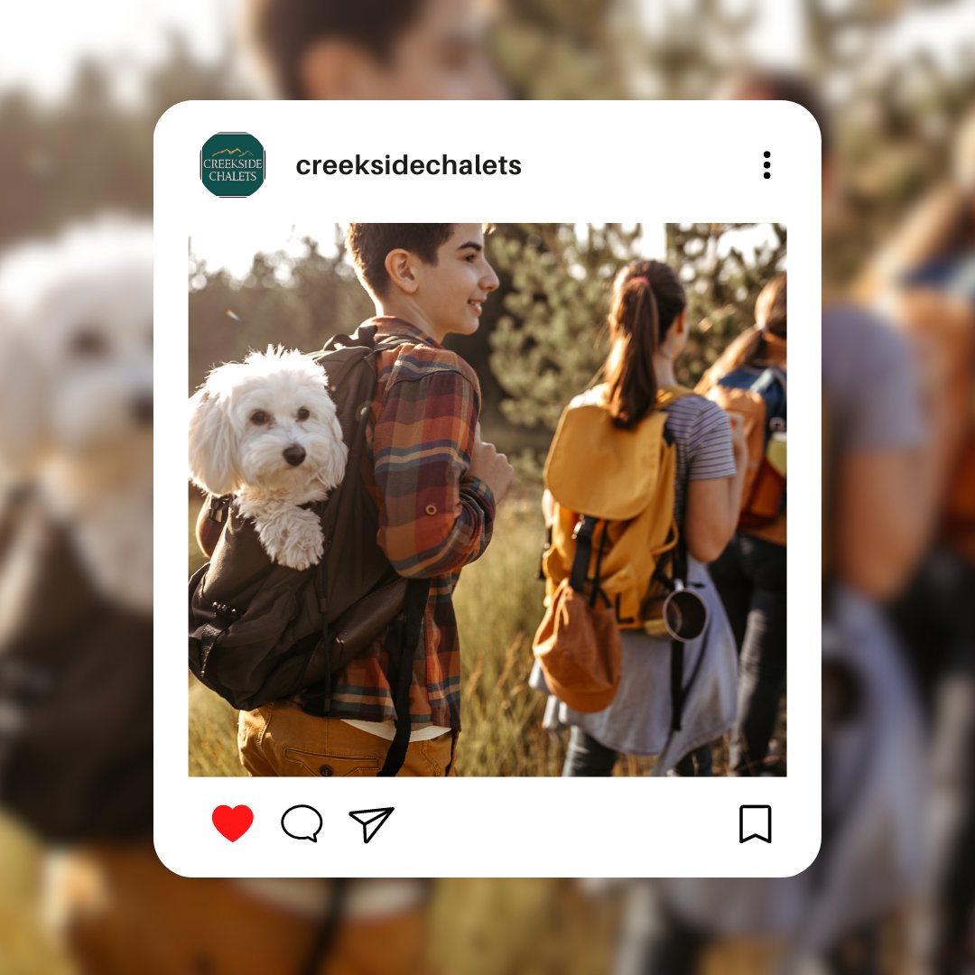 Bring your pooch to an adventure that they will surely enjoy and treasure, Don't forget to BOOK your stay at Creekside Chalets! We are a pet-friendly community 🎒

#bringfido #AdventureInStyle #GlobetrottingEssentials #ExpressYourStyle #TravelWithFlair