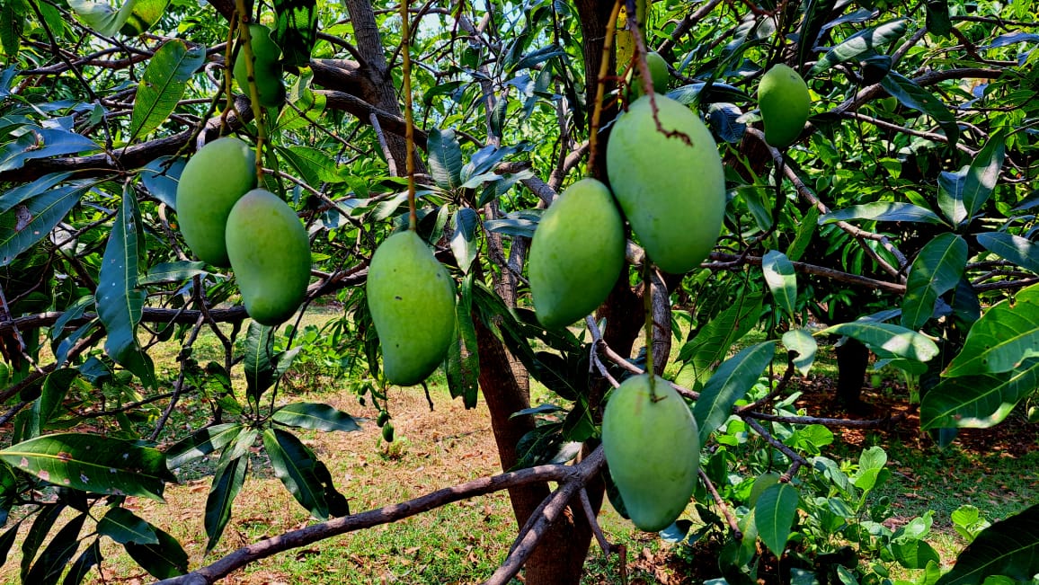 DrAKumarMishra's tweet photo. At a friendโs garden, full grown, juicy, ripe #mangoes. Eaten in many ways, as dessert (pudding, kulfi, ice cream, falooda), as a side with lunch, pickle, in salads, as main course dish (mango rice), juice and so on. A #VersatileFruit without which Indian #Summers are incomplete! https://t.co/R2NSQQnzjJ