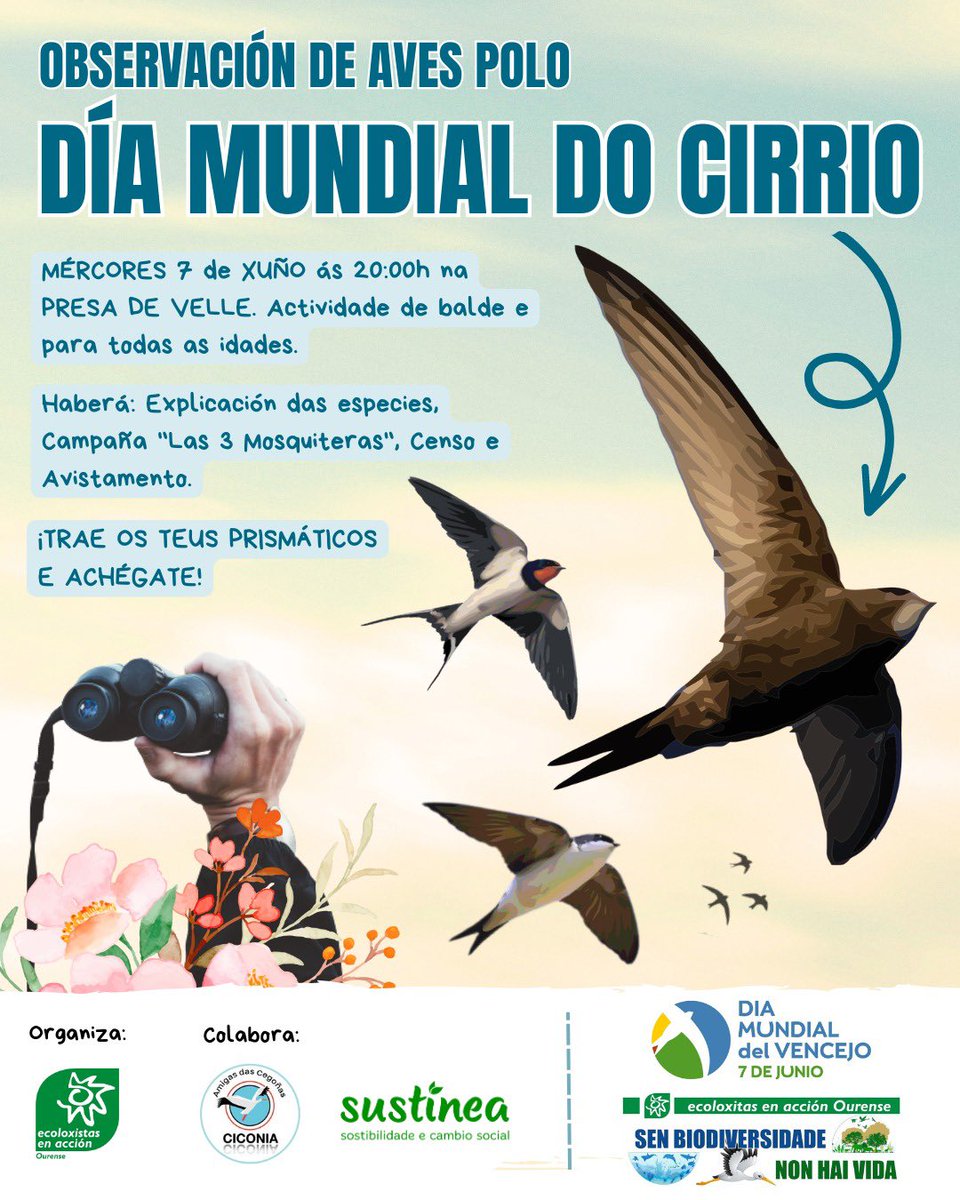Ecoloxistasou's tweet photo. “AS TRES MOSQUITEIRAS”

Por segundo ano consecutivo poñemos en marcha a nosa campaña:

🗓️ mércores 7 de xuño celebramos 
🐦“Día internacional do Cirrio”, (Apus apus)

⏱️ 20:30h, na ponte da presa de Velle (Oira) 

📸@KumariaDocampo 

#SenBiodiversidadeNonHaiVida https://t.co/bKcOiLkPru