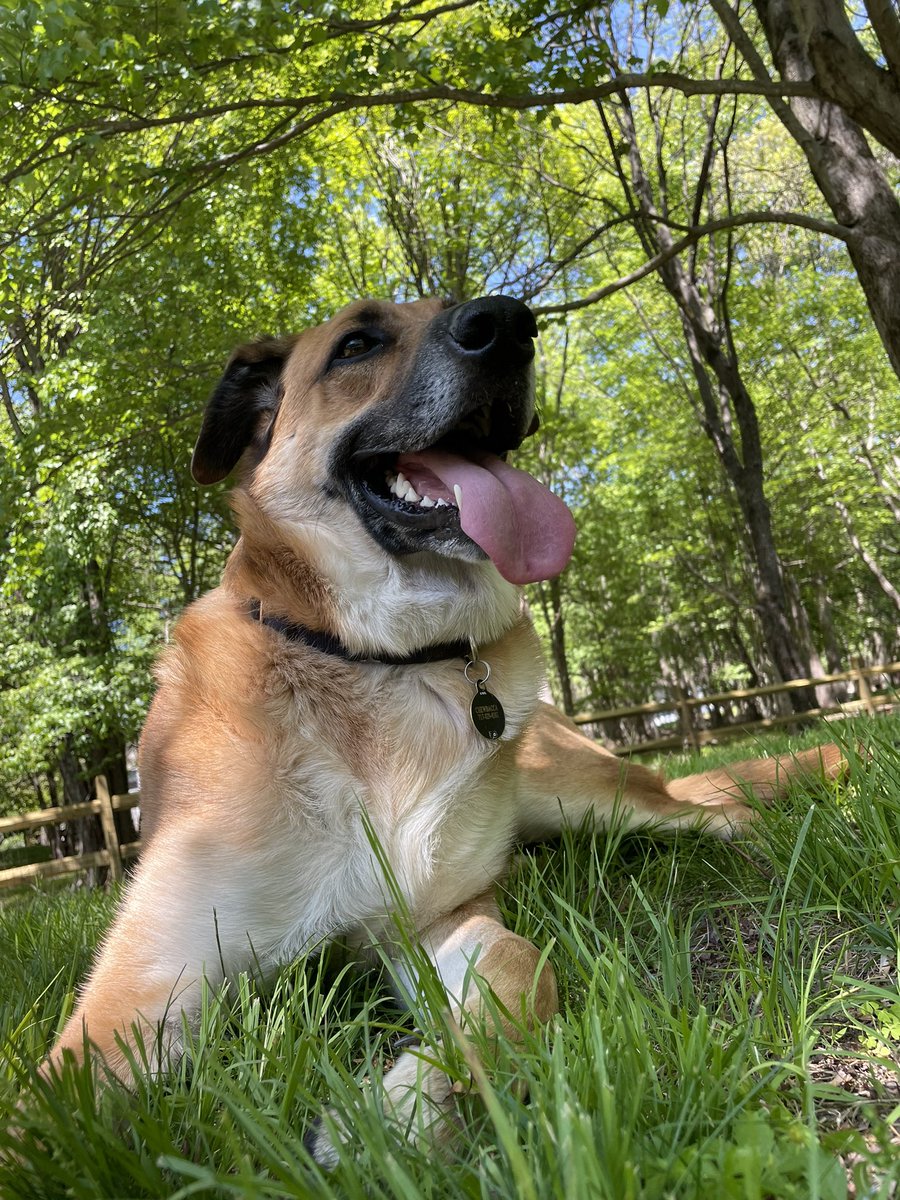 Happy Pups at the Poconos