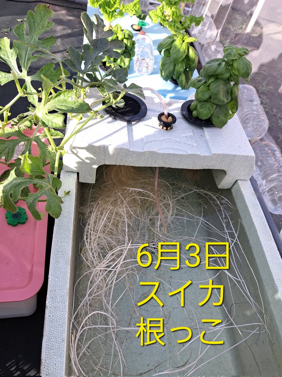 fKX2PU03AIMNDMu's tweet image. 水耕栽培

根っこの様子

 #水耕栽培
 #根っこ