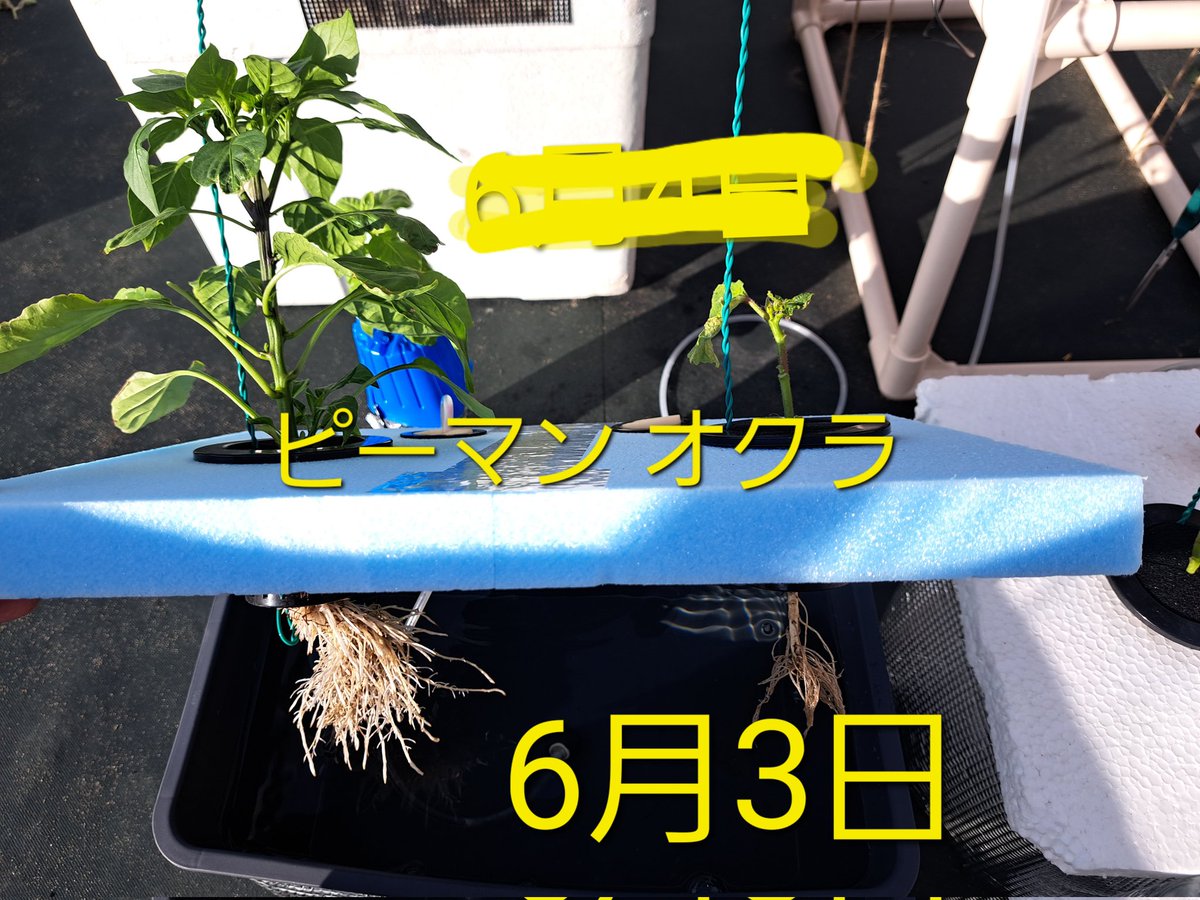 fKX2PU03AIMNDMu's tweet image. 水耕栽培

根っこの様子

 #水耕栽培
 #根っこ