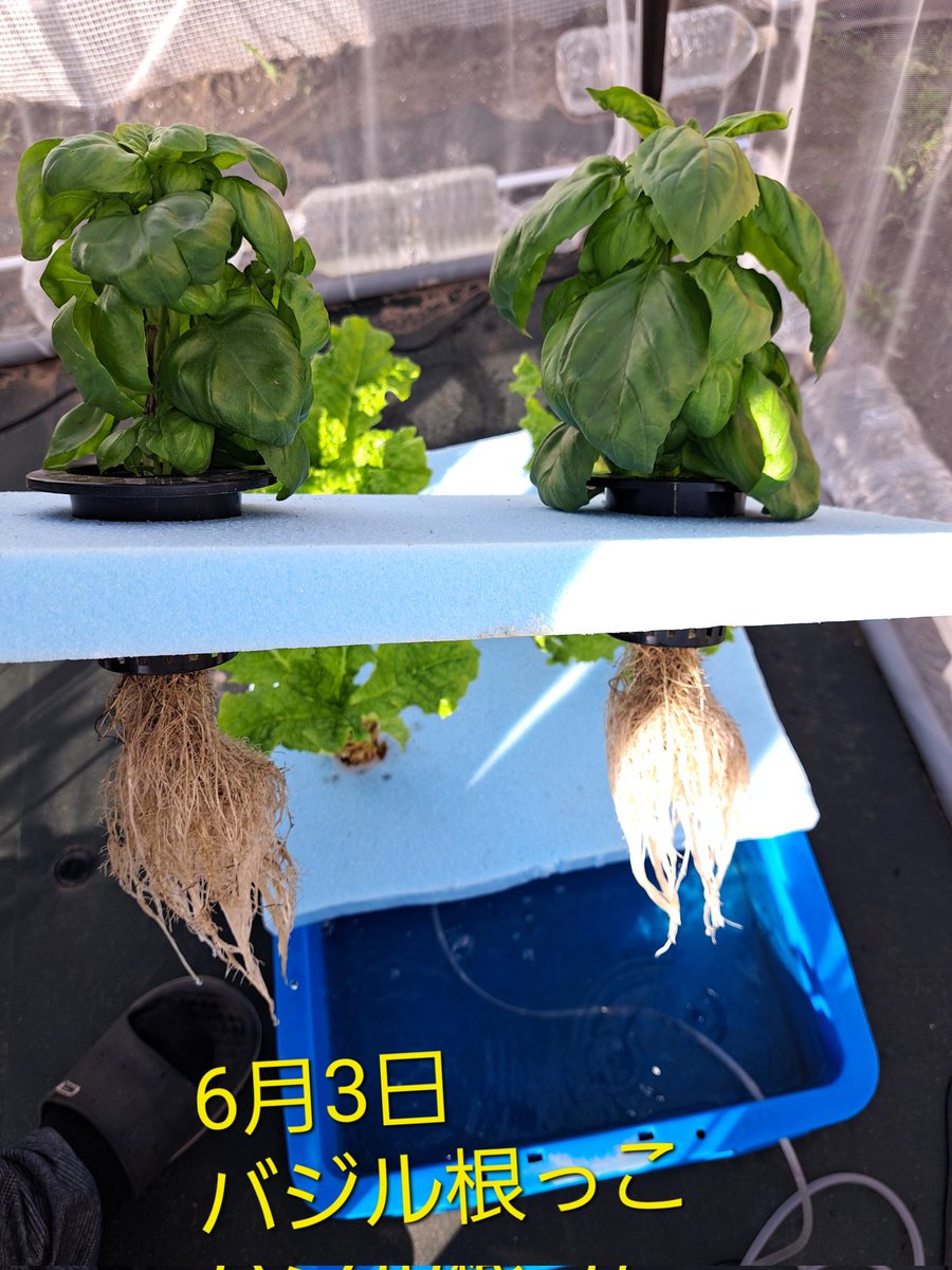 fKX2PU03AIMNDMu's tweet image. 水耕栽培

根っこの様子

 #水耕栽培
 #根っこ