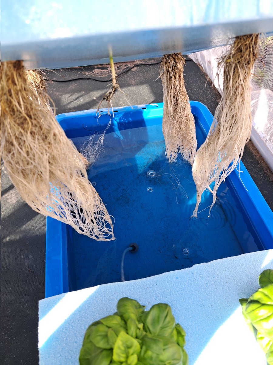 fKX2PU03AIMNDMu's tweet image. 水耕栽培

根っこの様子

 #水耕栽培
 #根っこ