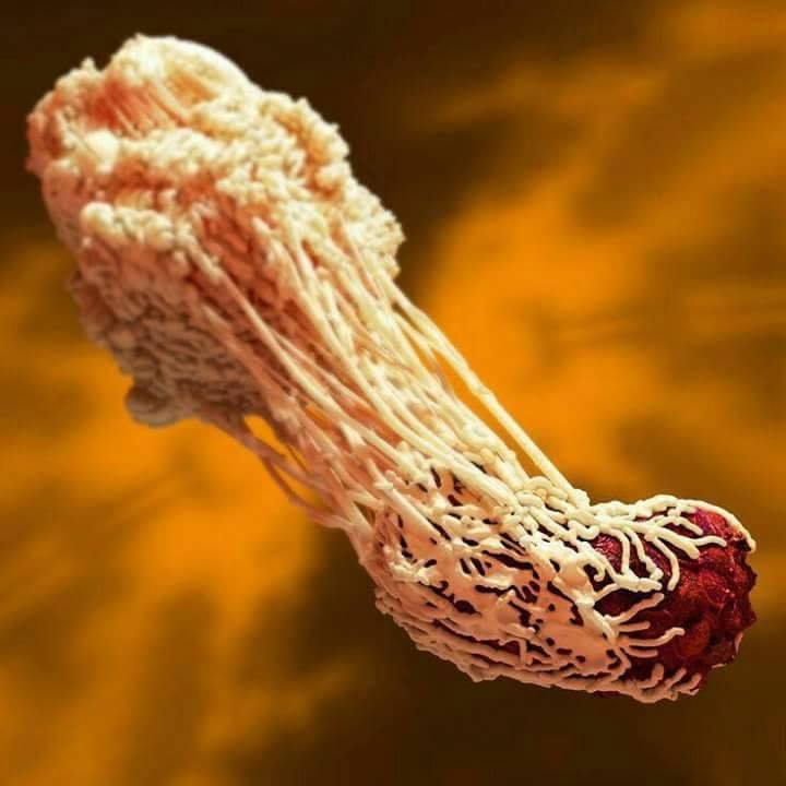 EnsedeCiencia's tweet photo. De todas los sistemas que conforman a un organismo superior, el inmunológico es de los más interesantes que podemos encontrar. Las células que lo conforman, conocidos como leucocitos, bien podrían pasar como "pequeños soldaditos" que patrullan todo el cuerpo, y si encuentran a un agente extraño, lo tratarán de erradicar. Por ejemplo, aquí podemos observar una célula leucocitaria llamada macrófago, fagocitando una partícula extraña.

Los macrófagos, como todas las células de la sangre, son producidas en médula ósea en un proceso bien conservado conocido como hematopoyesis. Durante este proceso, las células troncales totipotentes (las mal llamadas células madre) dan origen a cada una de las células presentes en sangre, incluidos los eritrocitos, trombocitos, granulocitos y linfocitos.