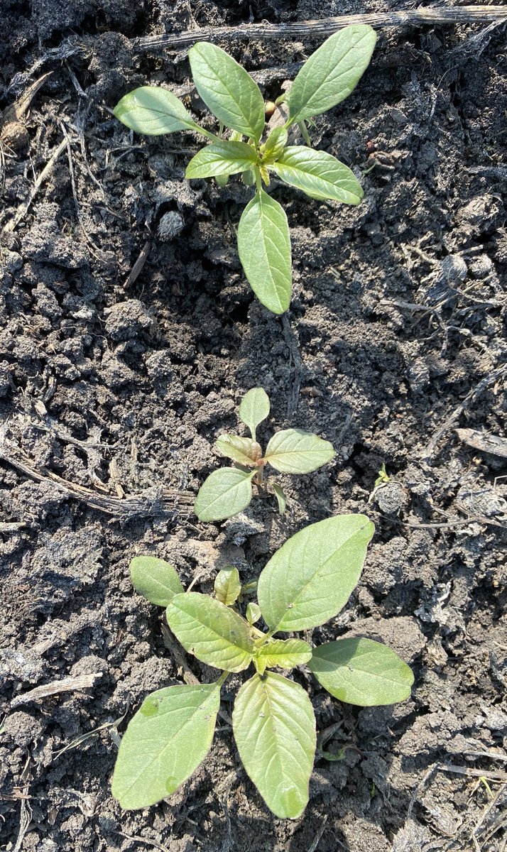 Tammy Jones (@aggaljones) on Twitter photo In case you need a refresher, top plant is WATERHEMP (already bigger than I want it to be when I spray) bottom are redroot pigweed. 👀👀👀@JennethJohanson <a href="/JDGaultier/">Jeanette Gaultier</a> <a href="/storytimewitkim/">Kim Brown-Livingston</a> Tell a friend. Tell everyone. In case you need a refresher, top plant is WATERHEMP (already bigger than I want it to be when I spray) bottom are redroot pigweed. 👀👀👀@JennethJohanson <a href="/JDGaultier/">Jeanette Gaultier</a> <a href="/storytimewitkim/">Kim Brown-Livingston</a> Tell a friend. Tell everyone.