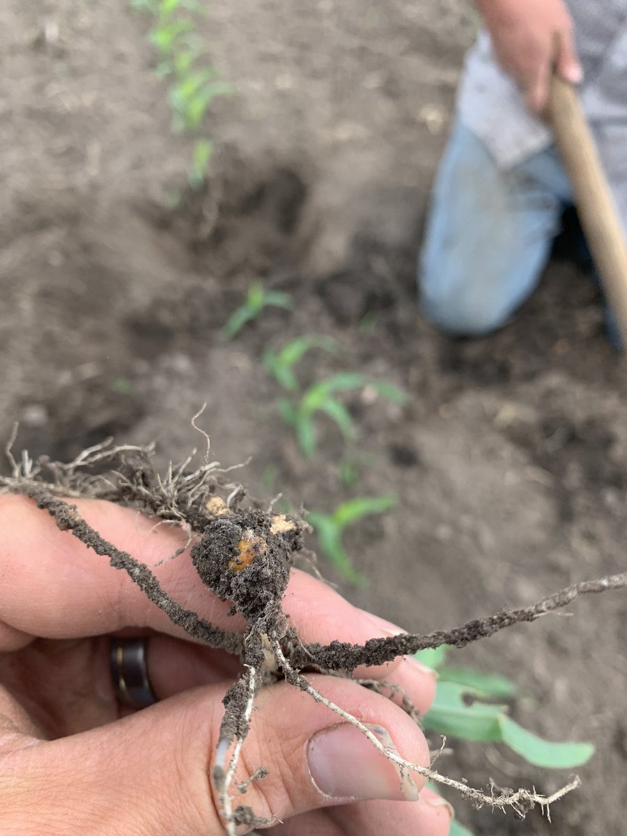 apohlm14's tweet image. Plants are off to a good start. #composttea looks like it’s working. Even finding some #mycorrhiza out there. And tons of worms. #healthysoil
@bioag_solutions