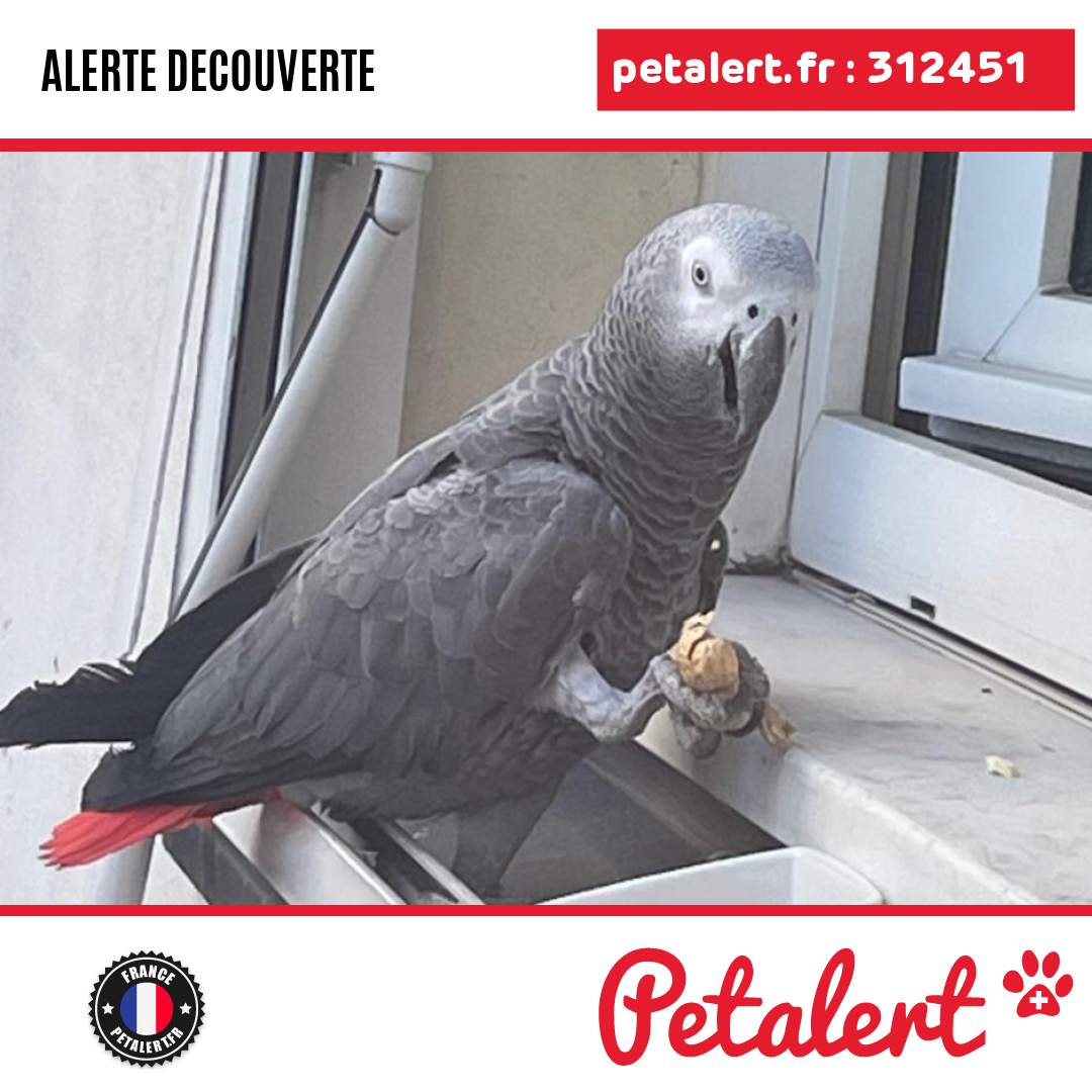 Trouvé #Oiseau #ValDOise #Ermont #Petalert  #PetAlert95 / p3t.co/y6Vsa