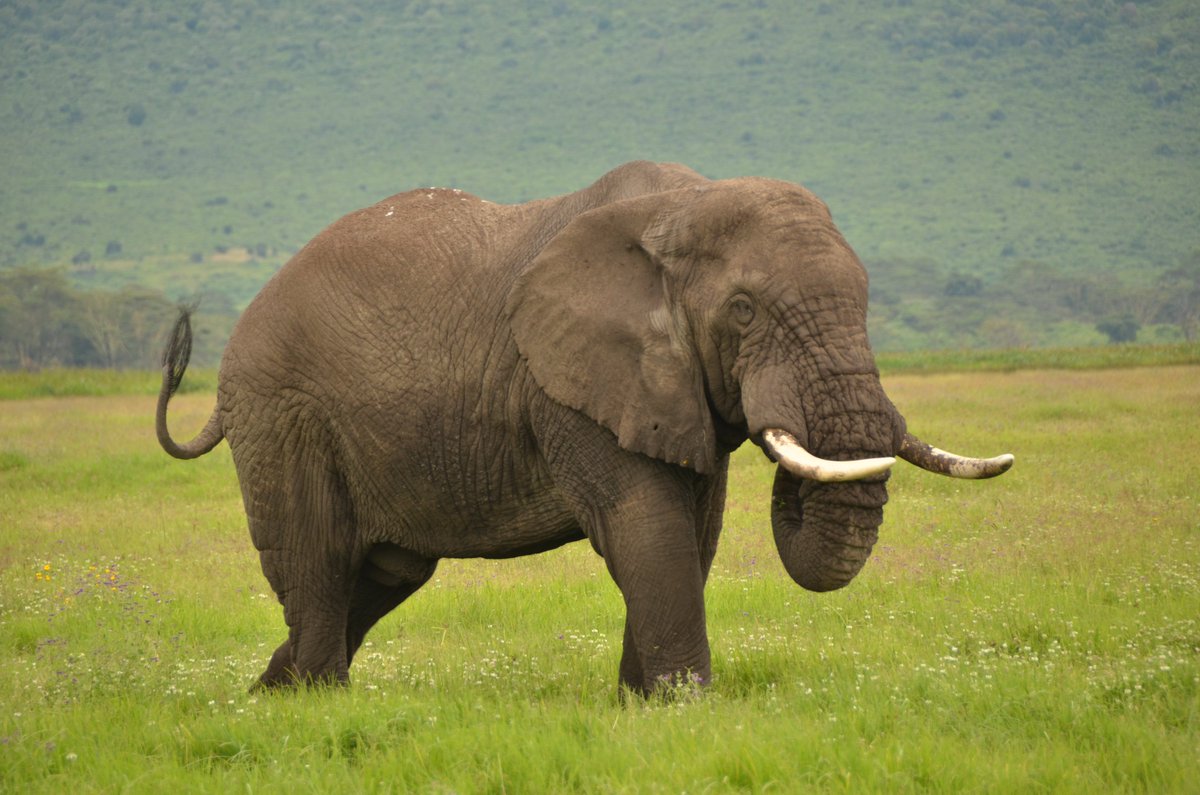 Elephants eat between 149 and 169 kg (330-375 lb.) of vegetation daily. Also, require about 68.4 to 98.8 L (18 to 26 gal.) of water daily, but may consume up to 152 L (40 gal.). An adult male can drink up to 212 L (55 gal.) of water in less than five minutes. #ngorongorocrater
