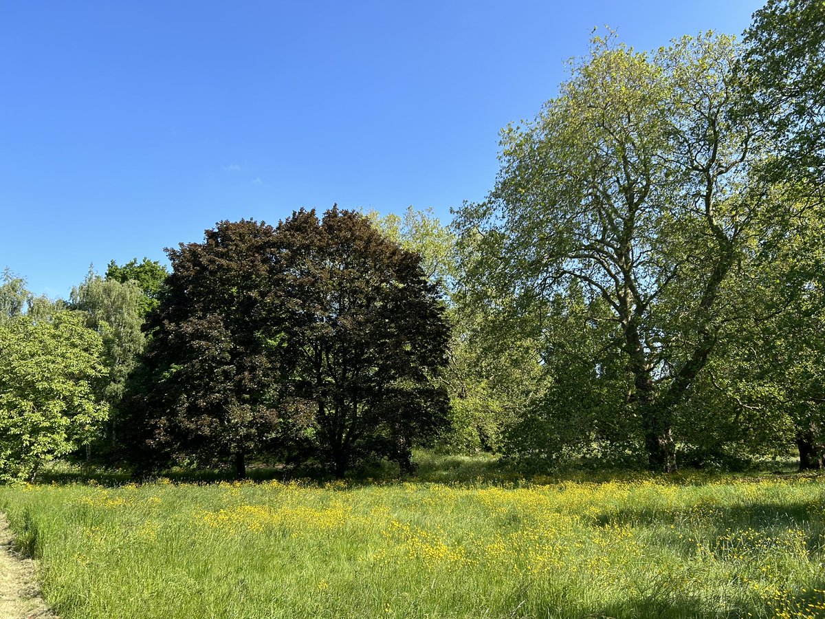 Great to see @theroyalparks doing such a great job of managing grasslands at Hyde Park and Kensington Gardens. Way too few insects though. But amazing flowers and grasses left to do their thing. #30DaysWild