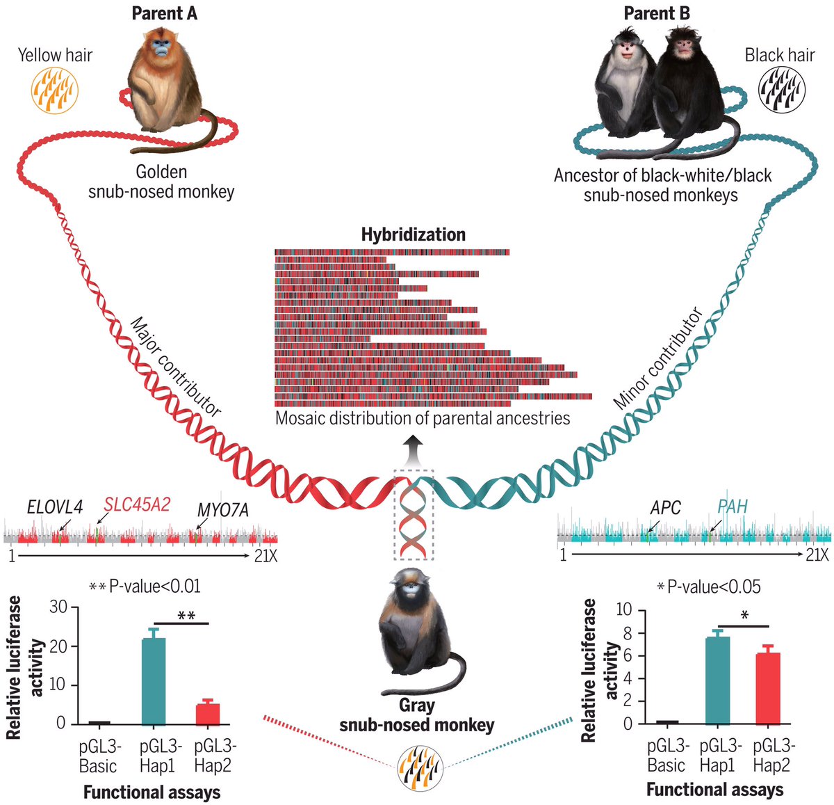 Nice example of primate homoploid hybrid speciation in latest issue of Science doi.org/10.1126/scienc…