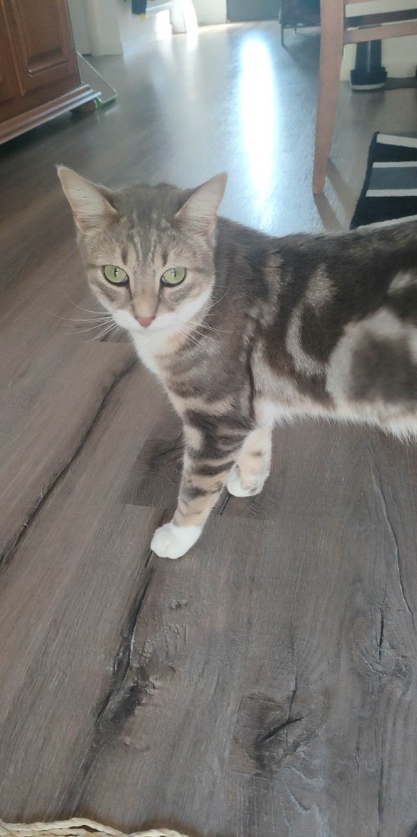 deesse_isis's tweet photo. Banjour 😸 https://t.co/njRuabhjQ5