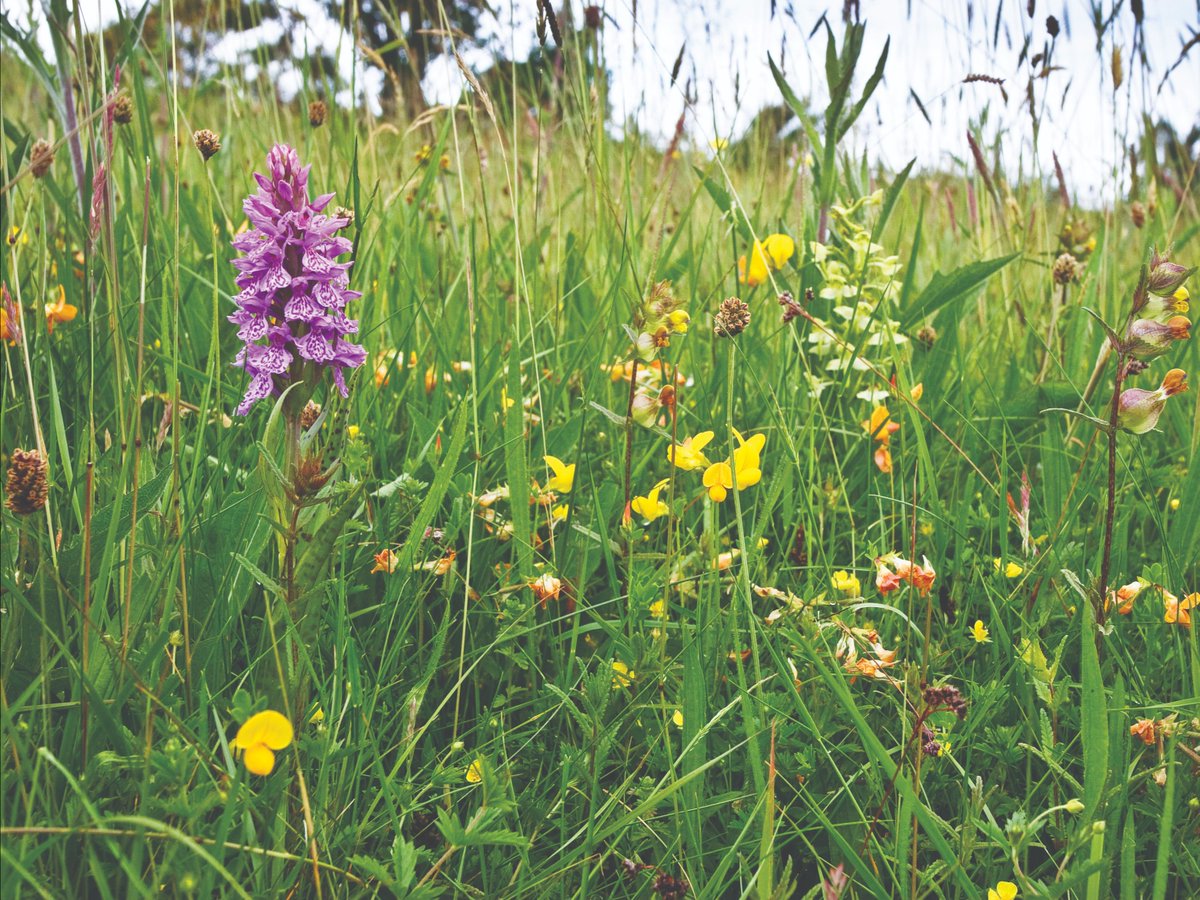 We're celebrating 10 years of #CoronationMeadows!🎉 An audit has found that 101 new #wildflower meadows have been created or restored since the project began🌷 @WildlifeTrusts Find out more here 👉 bit.ly/3qsddYw