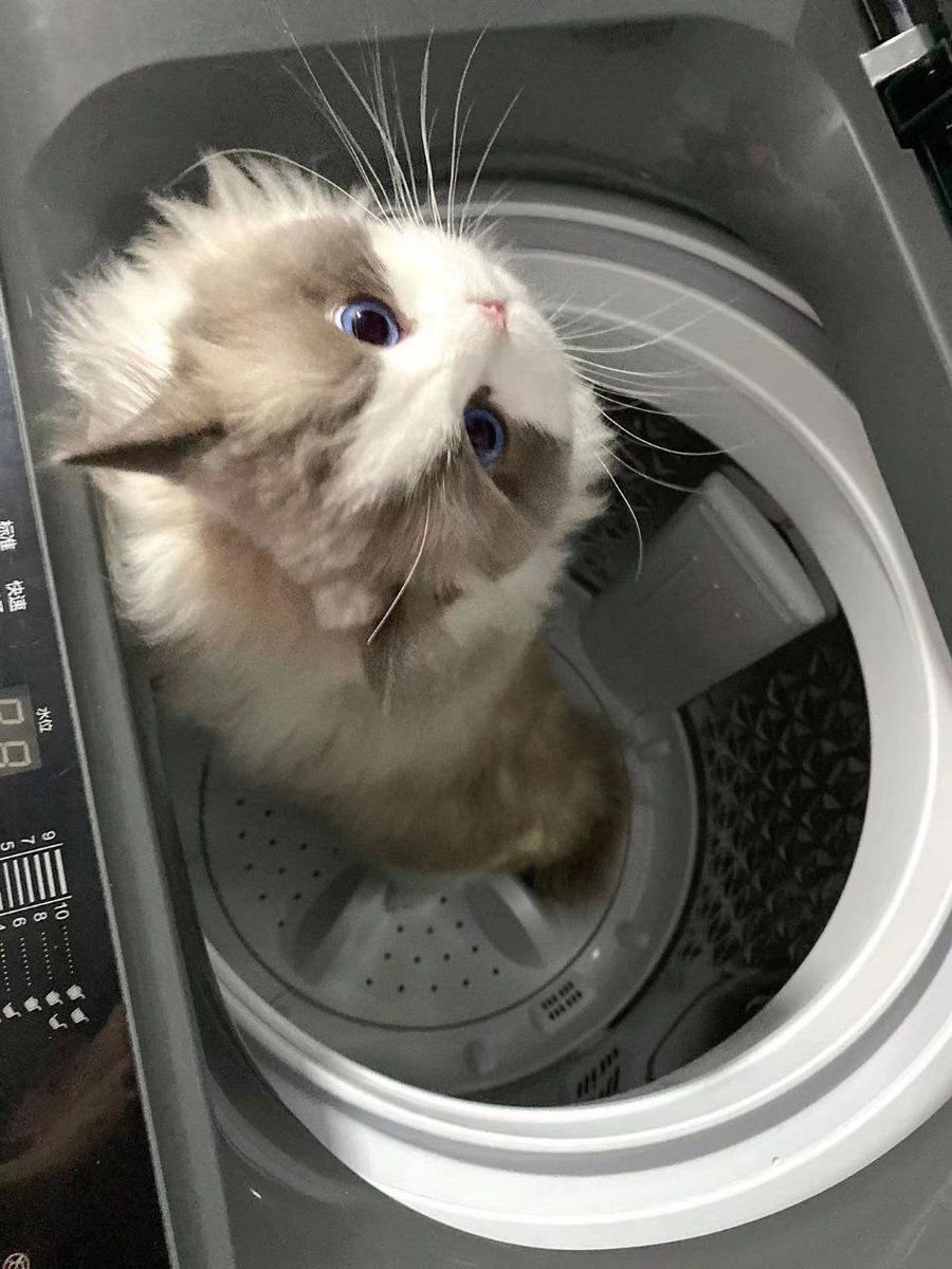 NickiScott267's tweet photo. Does this cat want to bathe itself? 😍😍😍 https://t.co/XUV3npJntZ