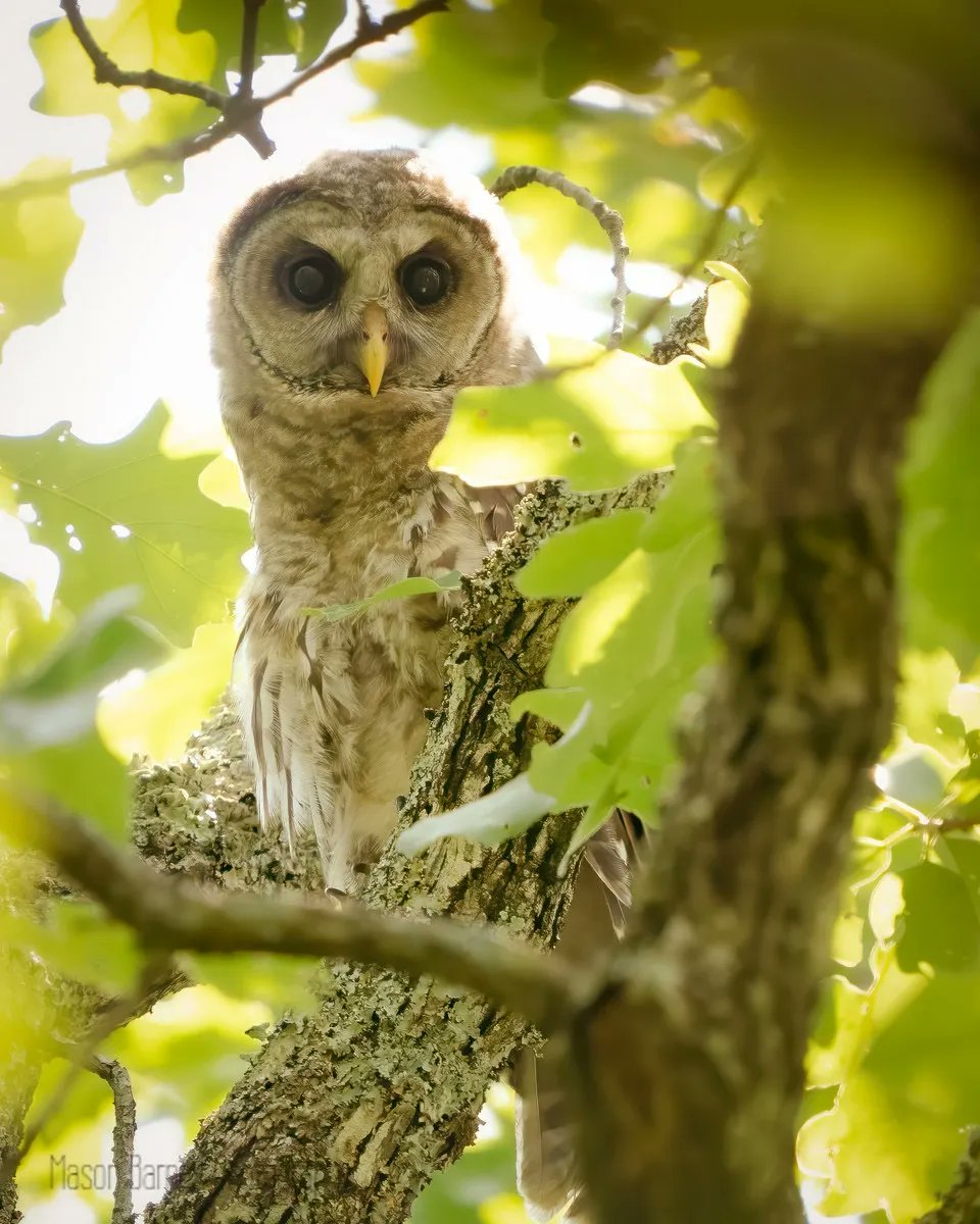 'Go on now git!' the Barred Owl seemed to yell with its angry eyes, so we obliged. 

#goonnowgit #barredowl #owlsofinstagram #natgeo #wildlifemanagement #arkansasgameandfish #sonyalpha #wildlifephotographer #best_birds_of_ig #your_best_birds #eliteraptors