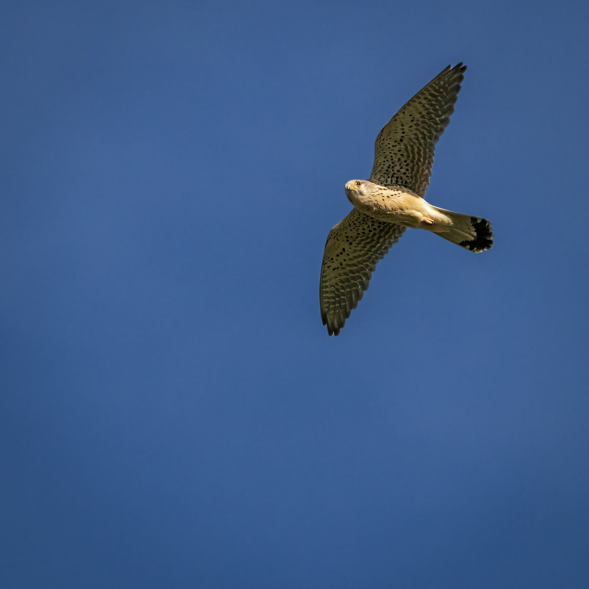 on the hunt #kestrel #falcon #turmfalke #falke #bird #birdphotography #vogel #vogelfotografie #nature #natruephotography #sigma #canon #canon80d #sigma150600 #badenwürttemberg