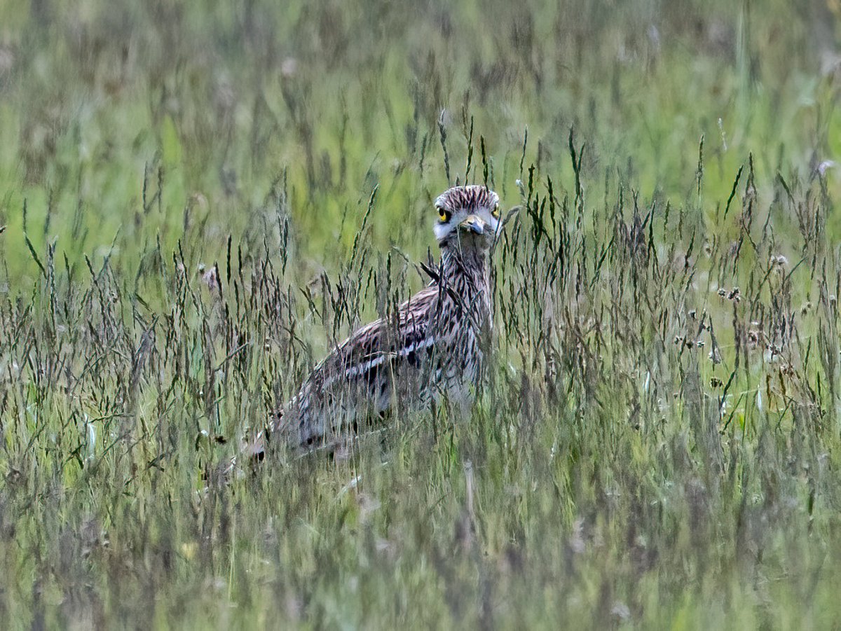 A Stone Curlew giving me the eye from Weeting Heath
@teesbirds1 @DurhamBirdclub @Natures_Voice @NatureUK @WildlifeMag @BBCSpringwatch
#birdwatching #wildlifephotography #birds #NaturePhotography