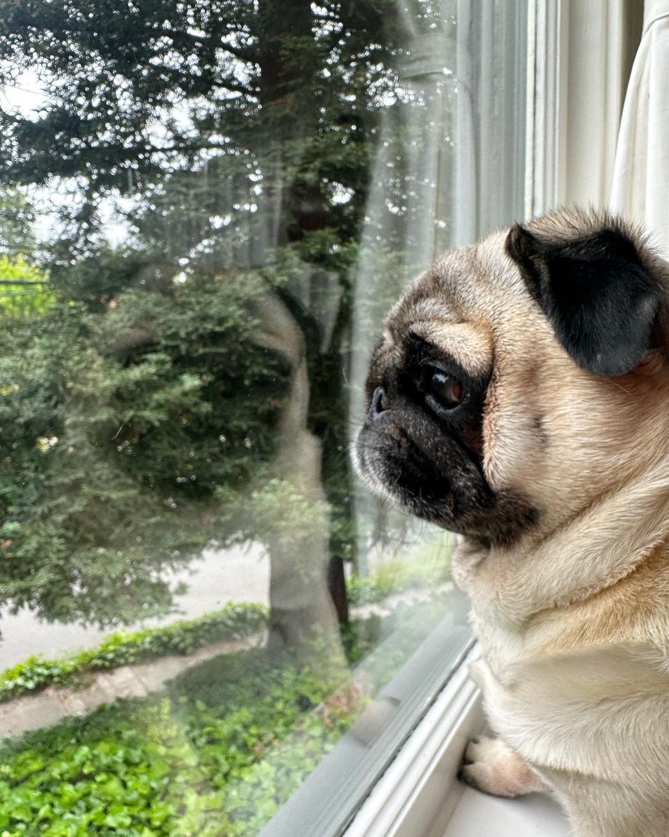 pug_owners1's tweet photo. Neighborhood watch! 👀 https://t.co/SiRPl2GE99