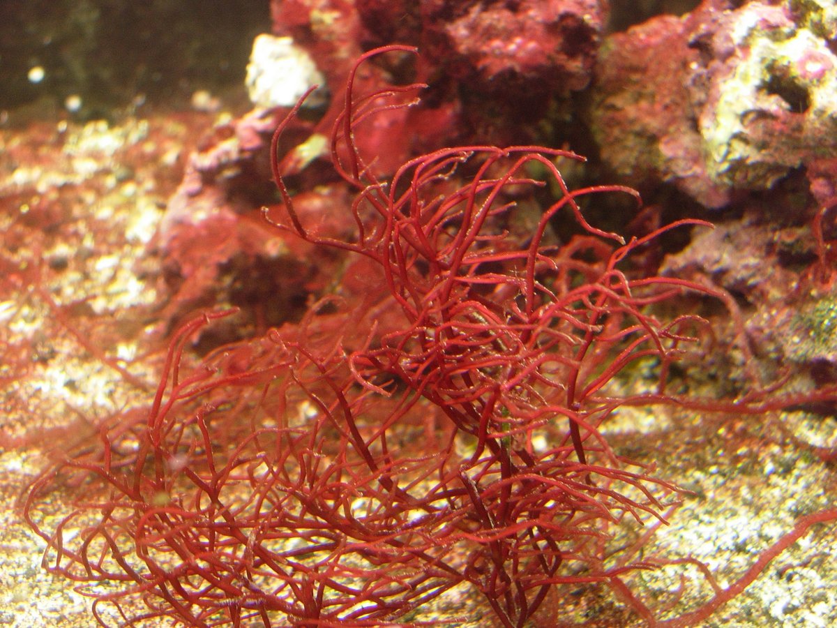 Meet one of the world’s most rare and endangered marine plants found on the Galapagos Islands, a red algae named Gracilaria Skottsbergii. It is nearly impossible to observe in the wild and is used to produce carrageenan which is in great demand. #endangeredspecies