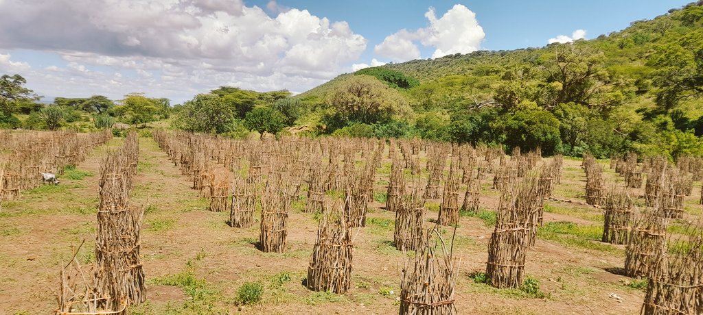 DrLogiel's tweet photo. KAYESE COMMUNITY ORGANISATION 

Nature and People.

The YOUTH in the fight to safe env't in Kja

The ELITES with a vision to change the MARGINALISED  COMMUNITY.

The power of the little KAYESE.
 
Not even lack of funds has ever stopped these boys from walking through the terrains https://t.co/gUZjEicou9
