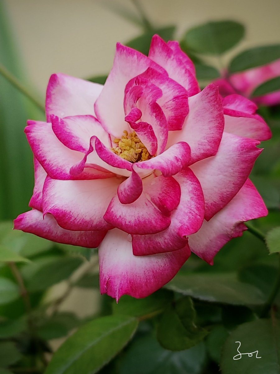 Wish you a beautiful weekend dear friends🌸