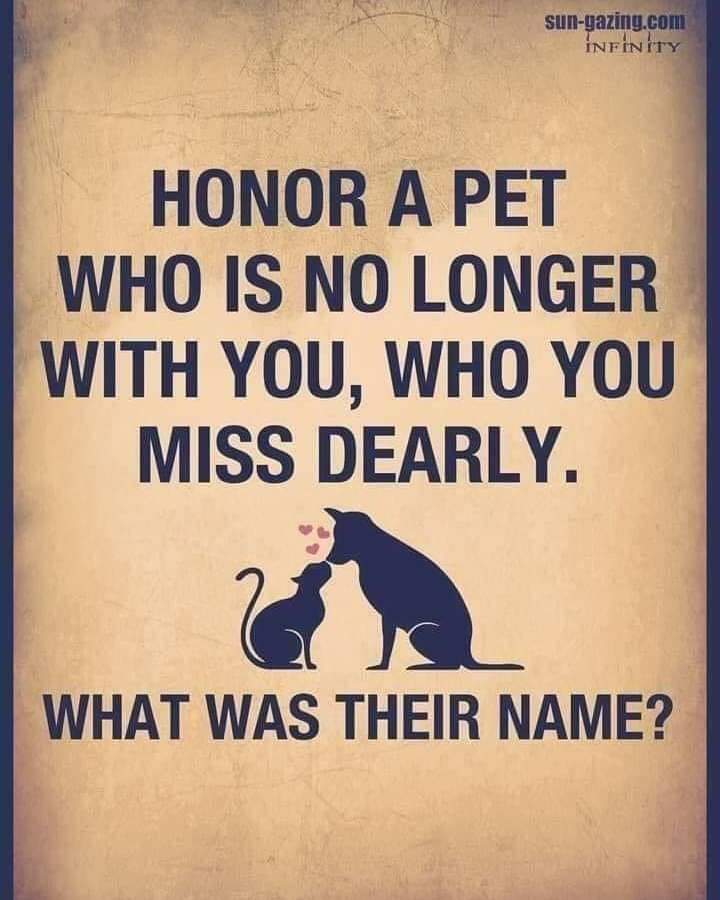 Basil, Bella, Ben, Holly, Molly, Timmy, Libby. Lubby-lou, George, Mable, mari, Edie, Billy, Dolly, Teddy, Jack, Dora, Dolores, Hermione, Maisie, Little Bruce Lee, Panthro, Bea, Fifi, kitty..........  💔