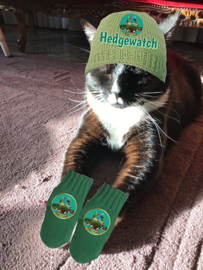 #hedgewatchcafe

Hope dere be som nip cakes 🍰 or nip sossiges and nip latte at da #Hedgewatchcafe 
#Hedgewatch #CatsofTwitter
